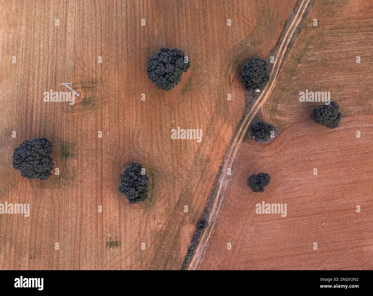 vista zenithal da un drone di un campo arato con diversi alberi di querce e un palo di elettricità, su un terreno arato colorato, e un sentiero che attraversa la fie Foto Stock