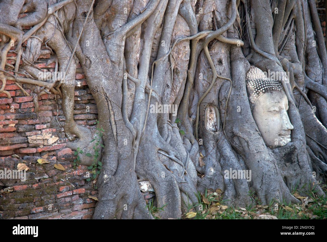 Testa di Buddha intrecciata nelle radici di un baniano al Wat Mahathat di Ayutthaya, Thailandia Foto Stock