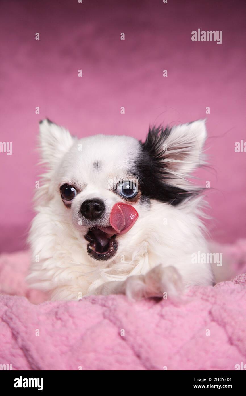 Chihuahua dai capelli lunghi bianchi che lecca su una morbida coperta rosa su uno sfondo rosa scuro. Capelli lunghi Chihuahua su un'intima coperta a maglia. Foto Stock