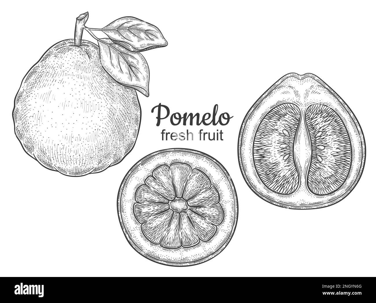 Pomelo pompelmo agrumi succosa frutta, verde esotico limone botanico contorno schizzo. Metà di pummelo dolce citron vitamina inchiostro alimentare vettore disegnato a mano Illustrazione Vettoriale