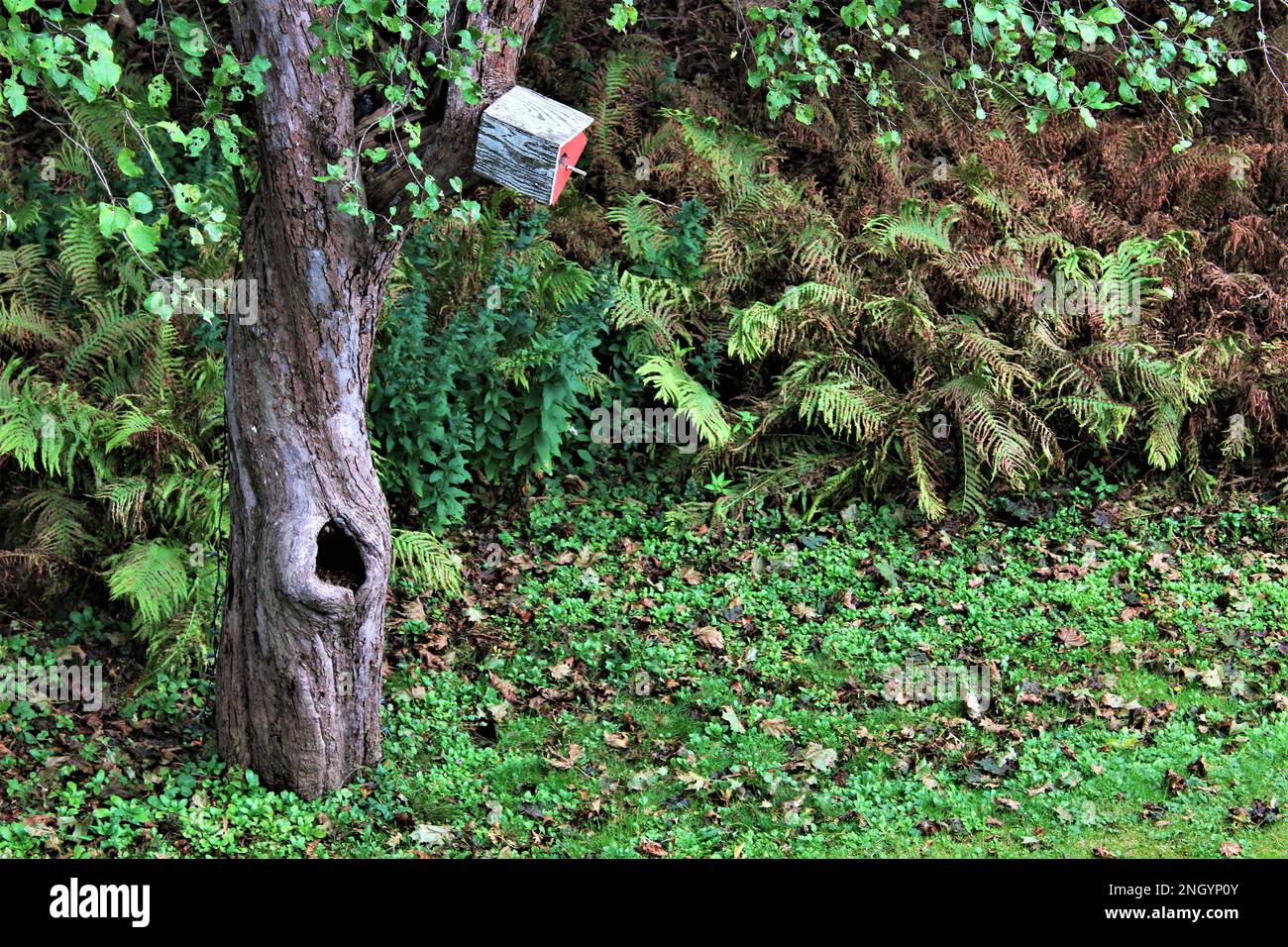 Vecchio albero con il halow dell'albero e la casa dell'uccello rosso askew dell'annata in un cortile verde verdeggiante che mostra i primi segni di caduta. Giorni del cane di vendemmia estiva Foto Stock