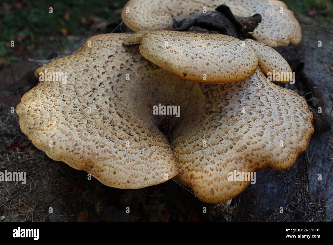 Enorme, commestibile, piatto, funghi. Polyporus squamosus aka Cerioporus squamosus è un fungo basidiomycete staffa comunemente chiamato dryad sella Foto Stock