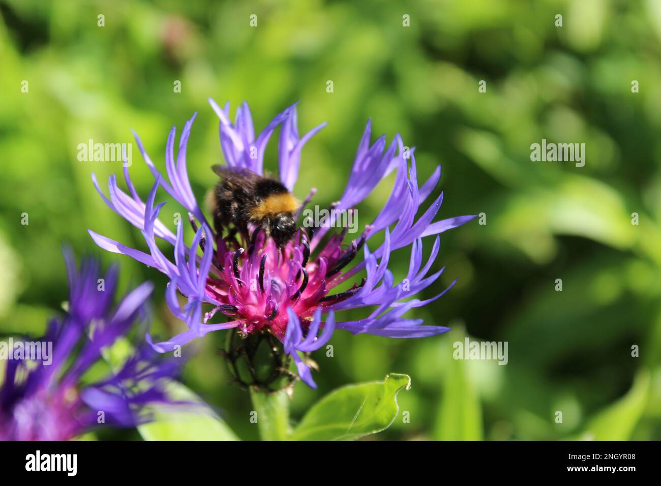 Bumblebee sul fiore di mais di montagna Foto Stock