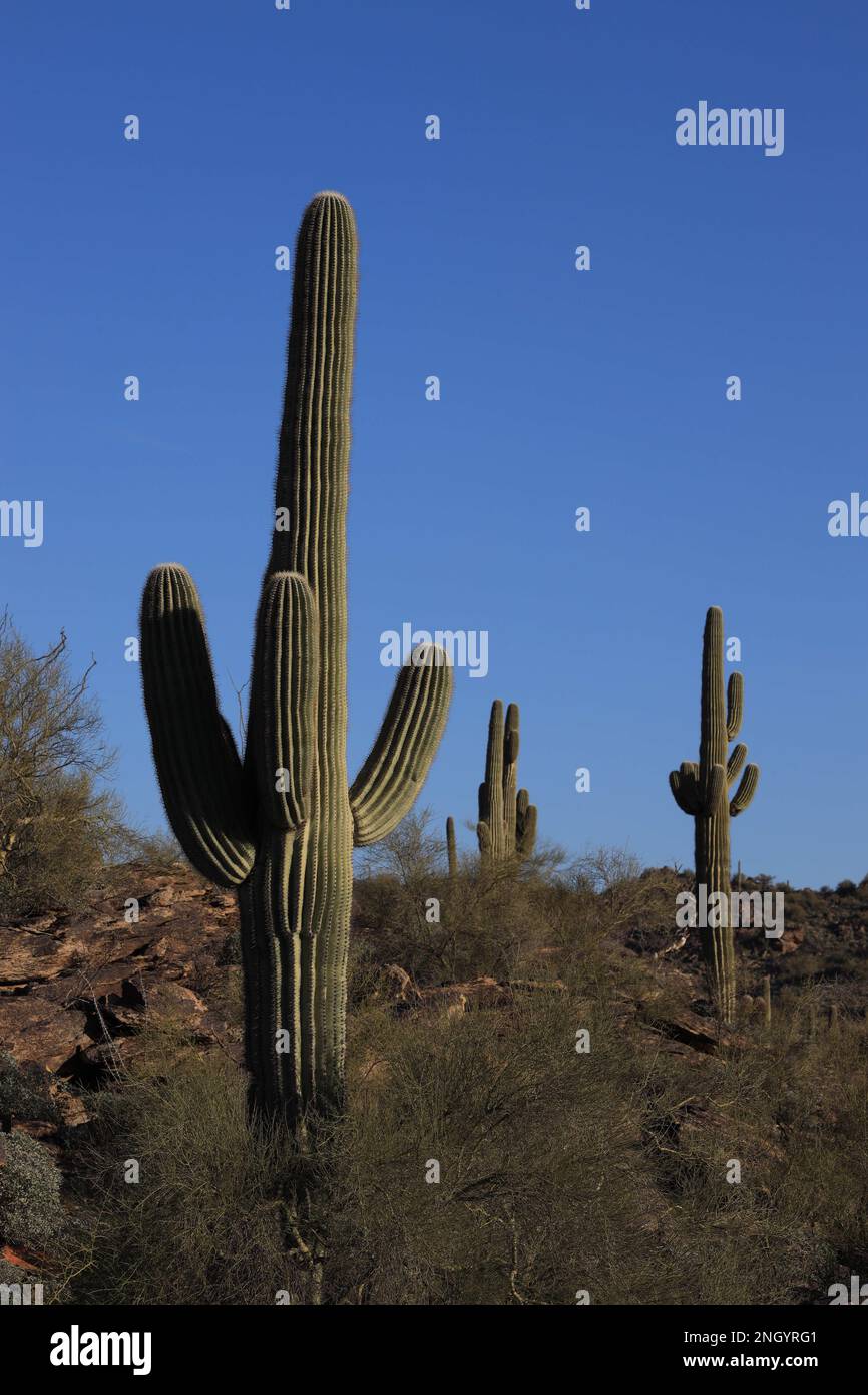 Phoenix, Arizona, Stati Uniti. 18th Feb, 2023. Il cactus di Saguaro copre il paesaggio roccioso withinÂ South Mountain Park and Preserve, Â dove Dobbins Lookout una pointÂ panoramica alta 2.300 metri si affaccia sullo skyline del centro di theÂ e sull'area di Phoenix. Il saguaro (Carnegia gigantea) è una specie di cactus tipo albero del genere monotipico Carnegia che può raggiungere un'altezza di oltre 12 metri (40 piedi). È nativo del deserto di sonora in Arizona. (Credit Image: © Ruaridh Stewart/ZUMA Press Wire) SOLO PER USO EDITORIALE! Non per USO commerciale! Foto Stock