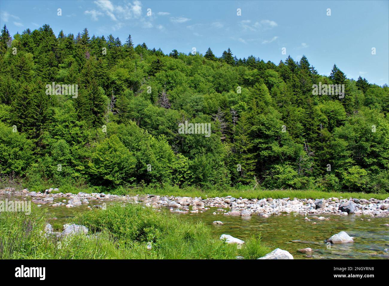 Rigoglioso bosco verde colline coperte in estate con un fiume limpido pietra in primo piano. Estate natura foresta sfondo carta da parati - NB Canada Foto Stock