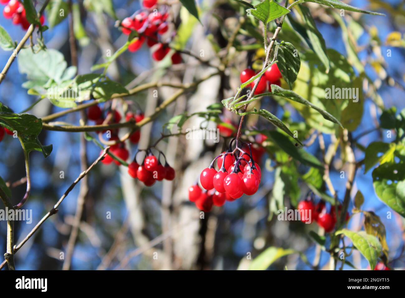 Bacche rosse su un cespuglio verde in estate Foto Stock