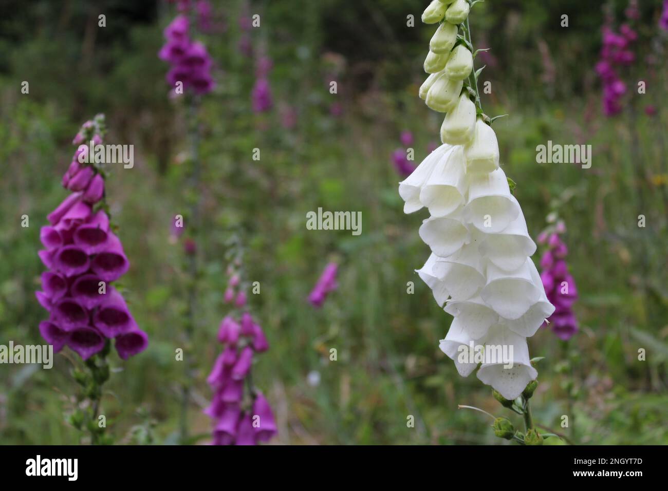 I guanti di volpi viola (purpurea digitale) e bianchi (bianco Camelot) fioriscono in un lussureggiante prato di fiori selvatici nella Glentress Forest, i confini scozzesi. Foto Stock