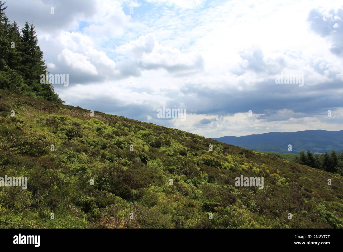 Verde brughiera in estate ai confini scozzesi vicino al Peebles -Tweed Valley Forest Park Foto Stock