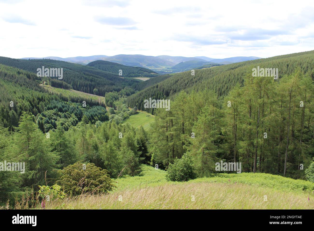 Colline verdi boscose in estate ai confini scozzesi. Concetto di staycation, costo della vita di viaggi alternativi Foto Stock