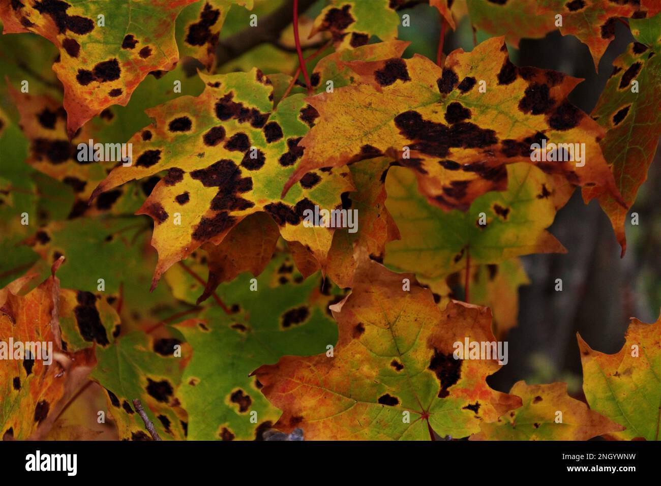 Foglie di acero autunnale infettate con macchie di catrame. (Maritimes, Canada) Foto Stock