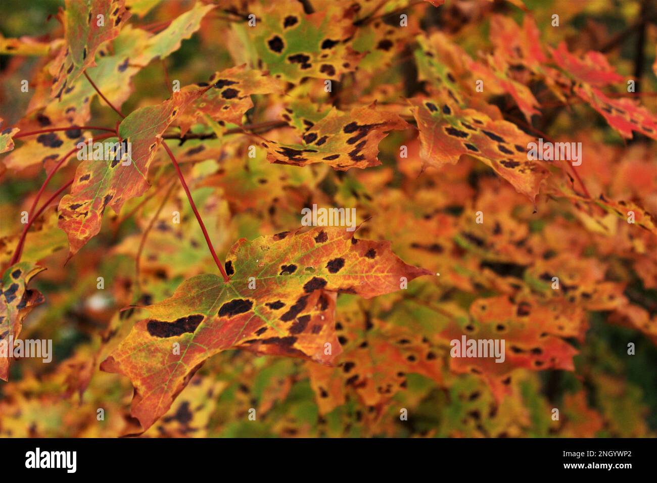 Foglie di acero rosso con macchia di catrame in autunno - New Brunswick, Maritimes, Canada. Sfondo colorato autunno sfondo carta da parati o salvaschermo Foto Stock