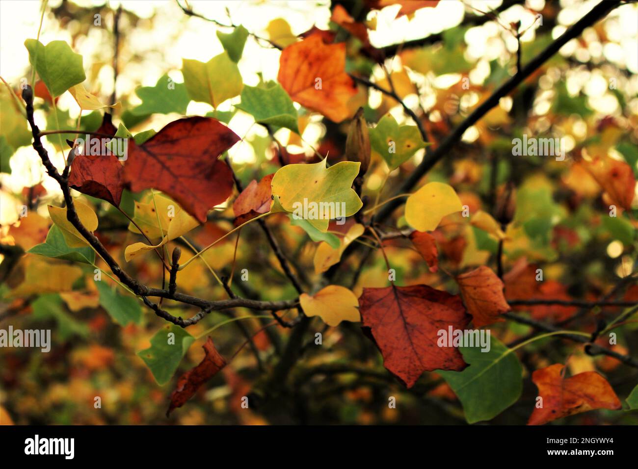 Foglie colorate di tulipano in autunno (parchi universitari, Oxford, Inghilterra, Regno Unito) Foto Stock