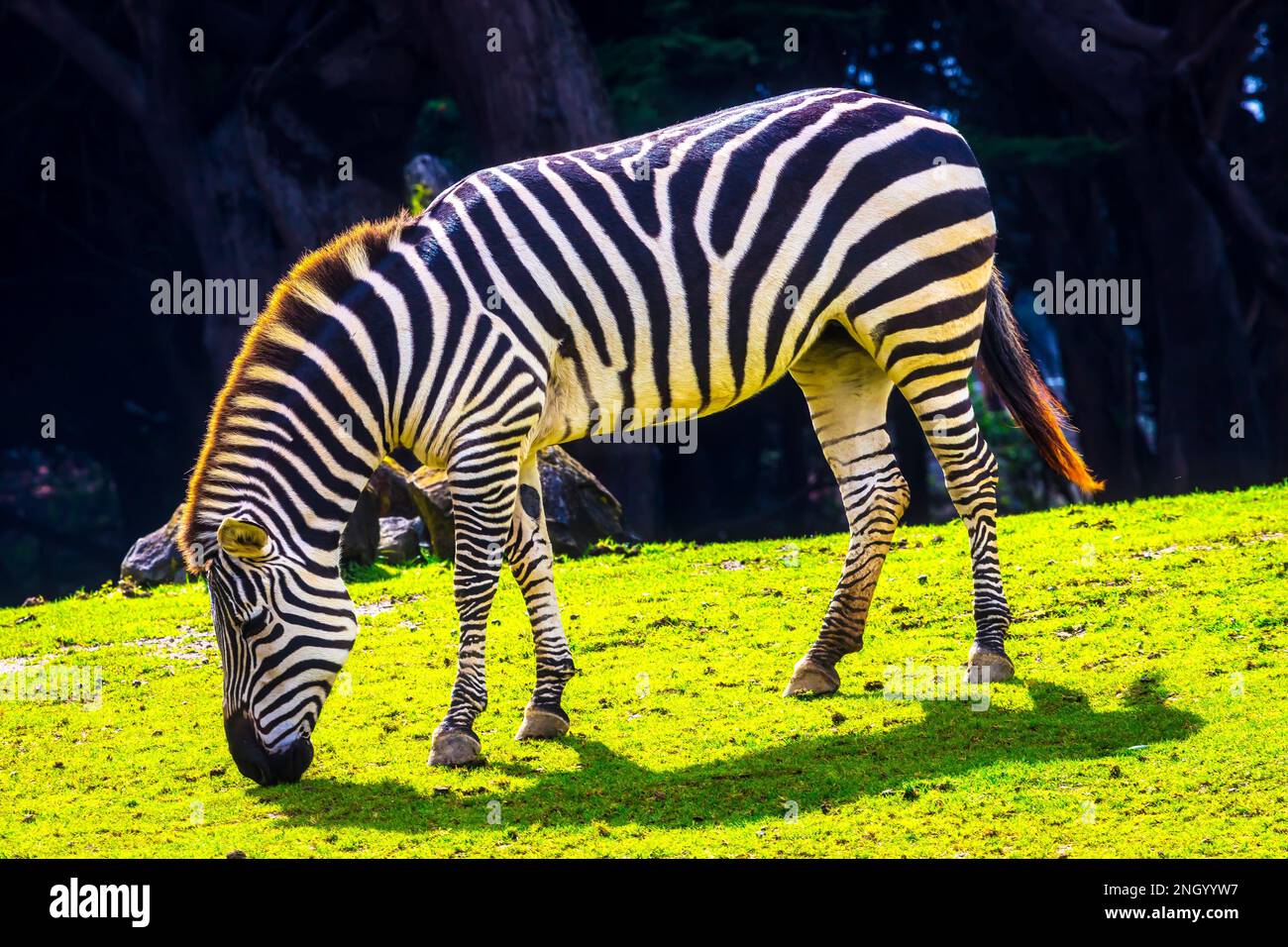 Zebra delle pianure Foto Stock