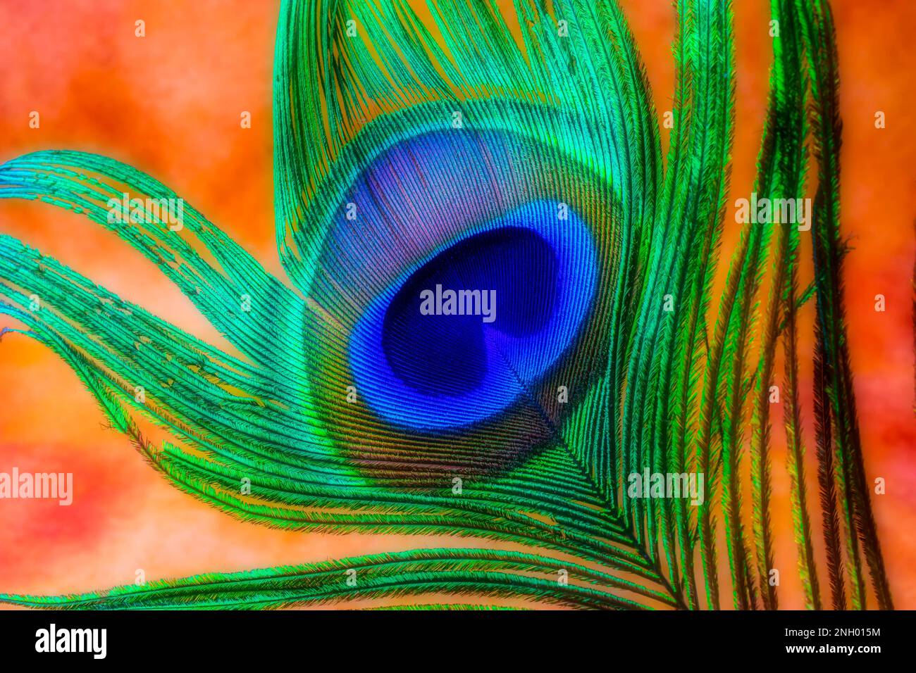 Splendida Peacock Feather Foto Stock