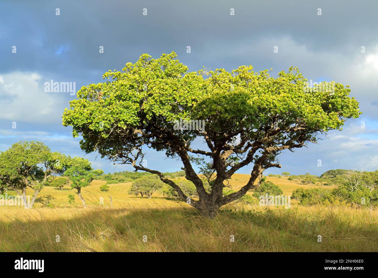 Savana Africana paesaggio con alberi in prati con un cielo nuvoloso, Sud Africa Foto Stock