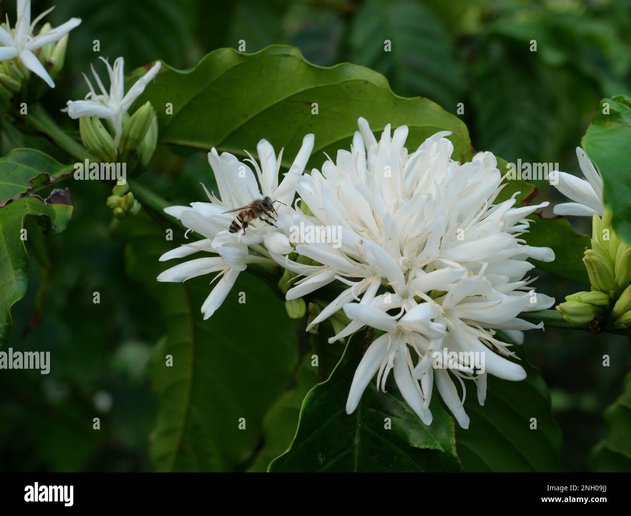 Ape di miele su caffè robusta fioritura su pianta di albero con foglia verde con colore nero sullo sfondo. Petali e stami bianchi di fioritura Foto Stock