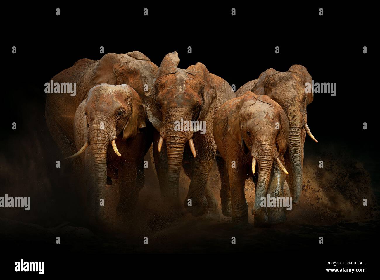 Incredibili elefanti africani con polvere e sabbia su sfondo nero. Un grande animale corre verso la telecamera. Scena faunistica. Loxodonta africana Foto Stock