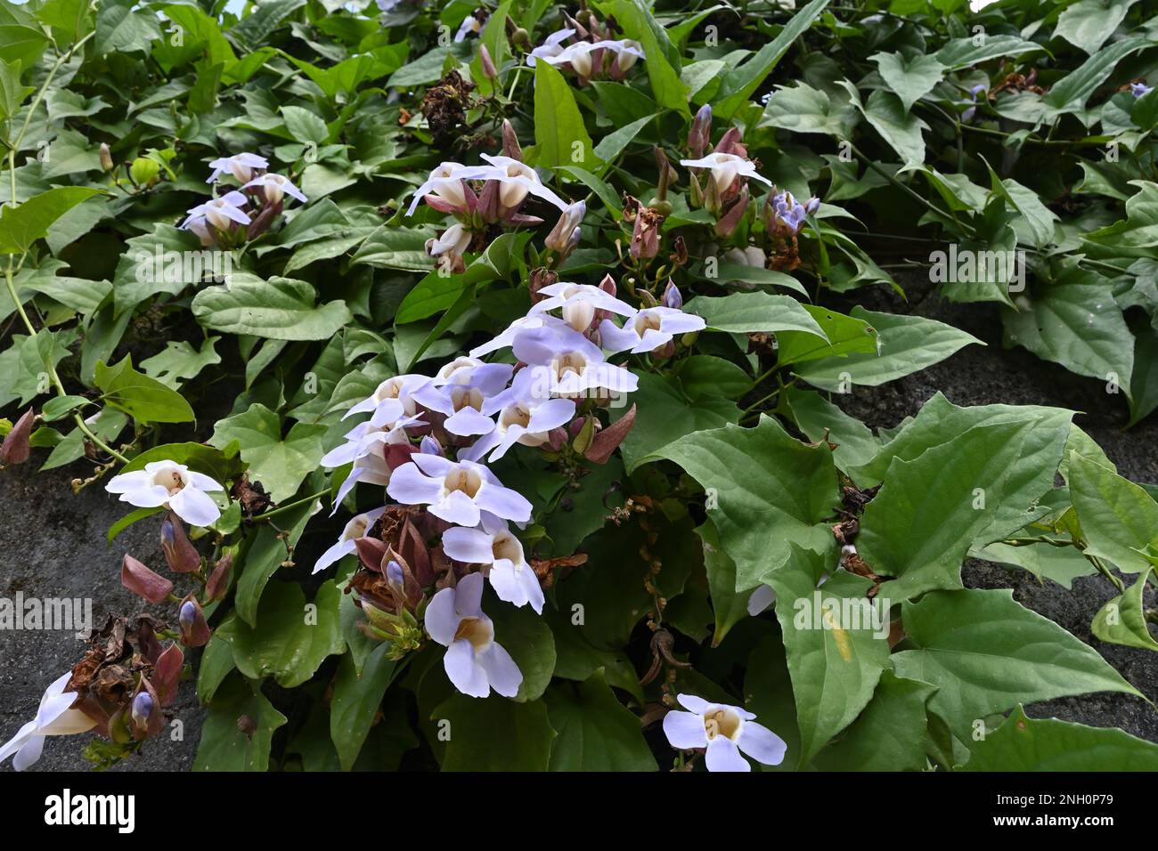 Vista ad angolo basso di una vite a tromba blu (Thunbergia Laurifolia) con fiori, semi e foglie in fiore, che crescono su una superficie verticale di un muro di cemento Foto Stock