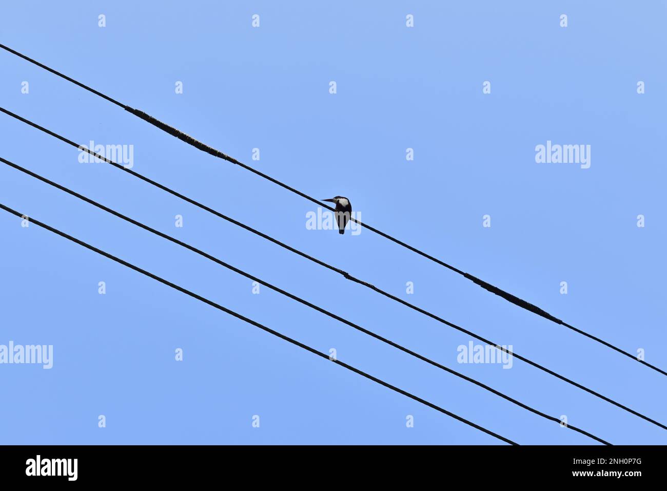 Sotto la vista di un uccello di Martin pescatore dal grovio bianco appollaiato sulla cima di un filo elettrico e guardando lontano sotto il cielo blu Foto Stock