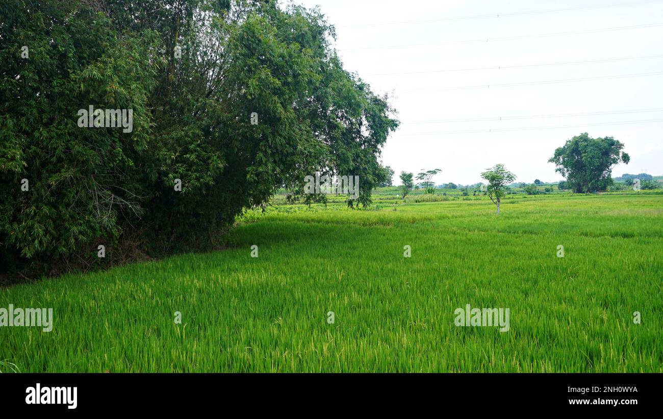 Campo di piante di risone verde giovane. Risone di seme risone agricolo Foto Stock