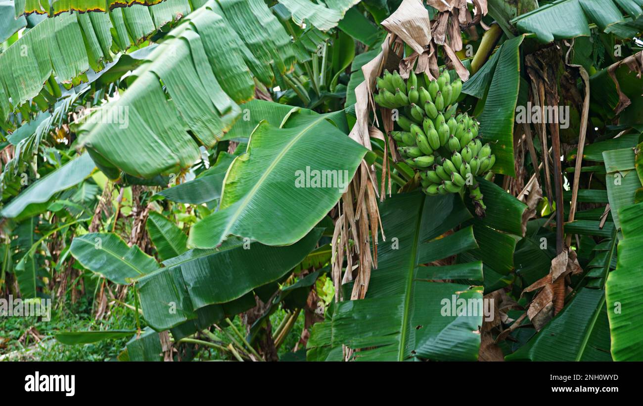 Foglie di pianta di banana e frutta Foto Stock