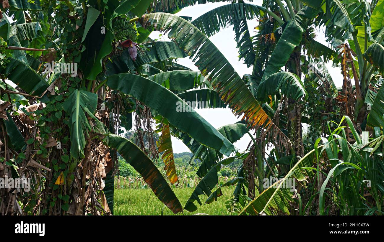 Foglie di pianta di banana e frutta Foto Stock