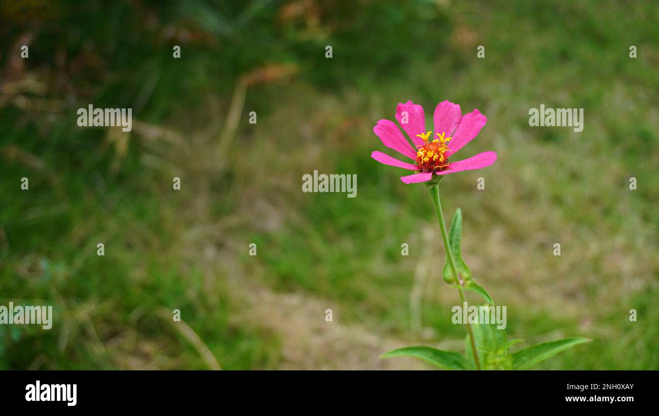 Bella una fioritura singolo rosa fiore rosso soffiato dal vento con erba prato sfondo arbusti Foto Stock Bella una fioritura singolo rosa fiore rosso soffiato dal vento con erba prato sfondo arbusti Foto Stock
