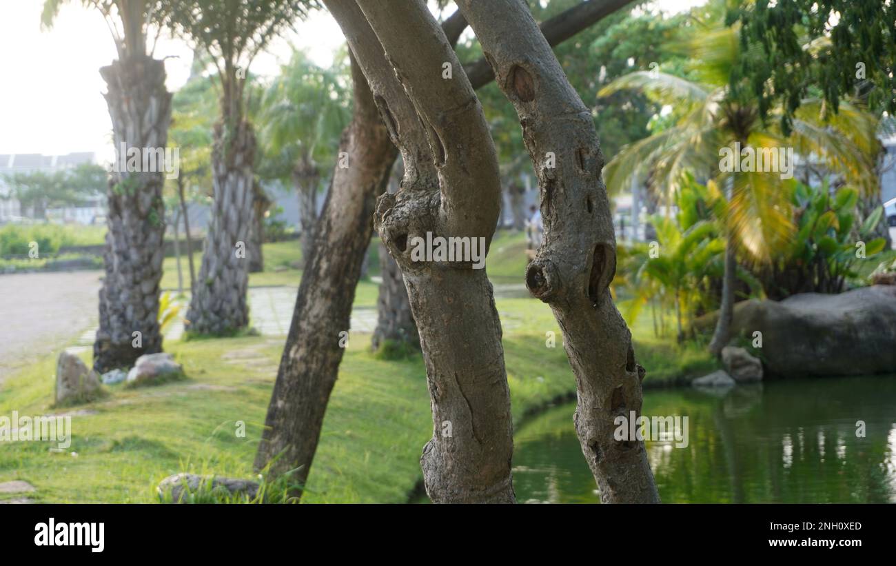 Steli di piante a fuoco selettivo in laghetto da giardino con piante di palma e erba verde Foto Stock