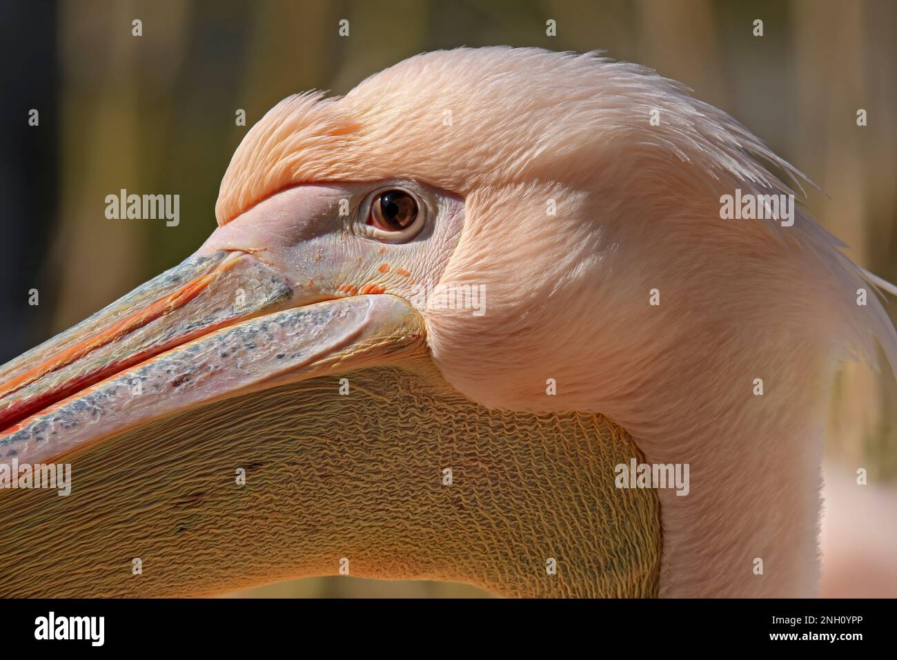 primo piano dell'occhio di un pellicano e del suo sacchetto di gola Foto Stock