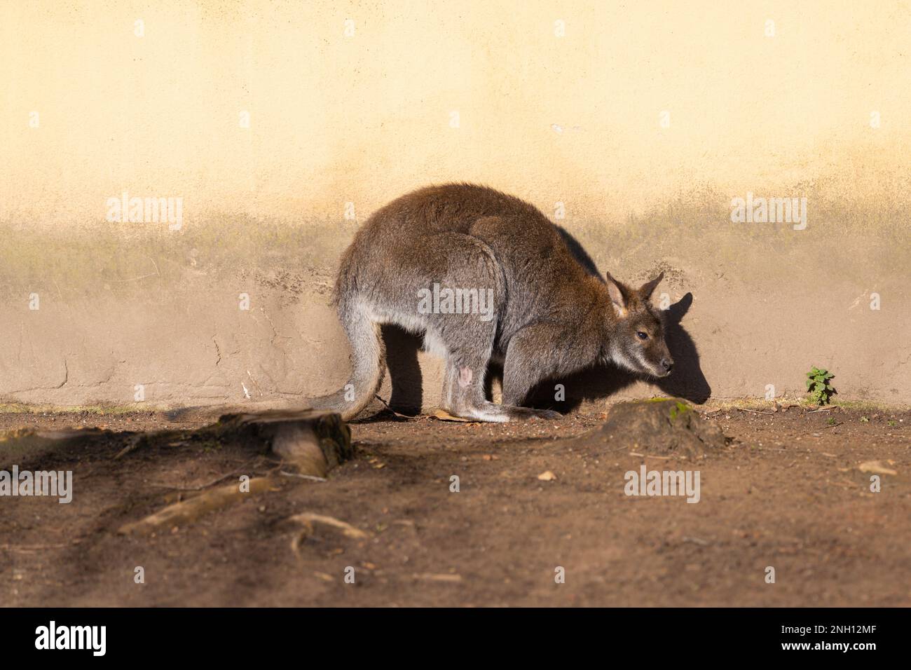 La wallaby dal collo rosso o la wallaby di Bennett (Macropus rufogriseus), comune in Australia Foto Stock