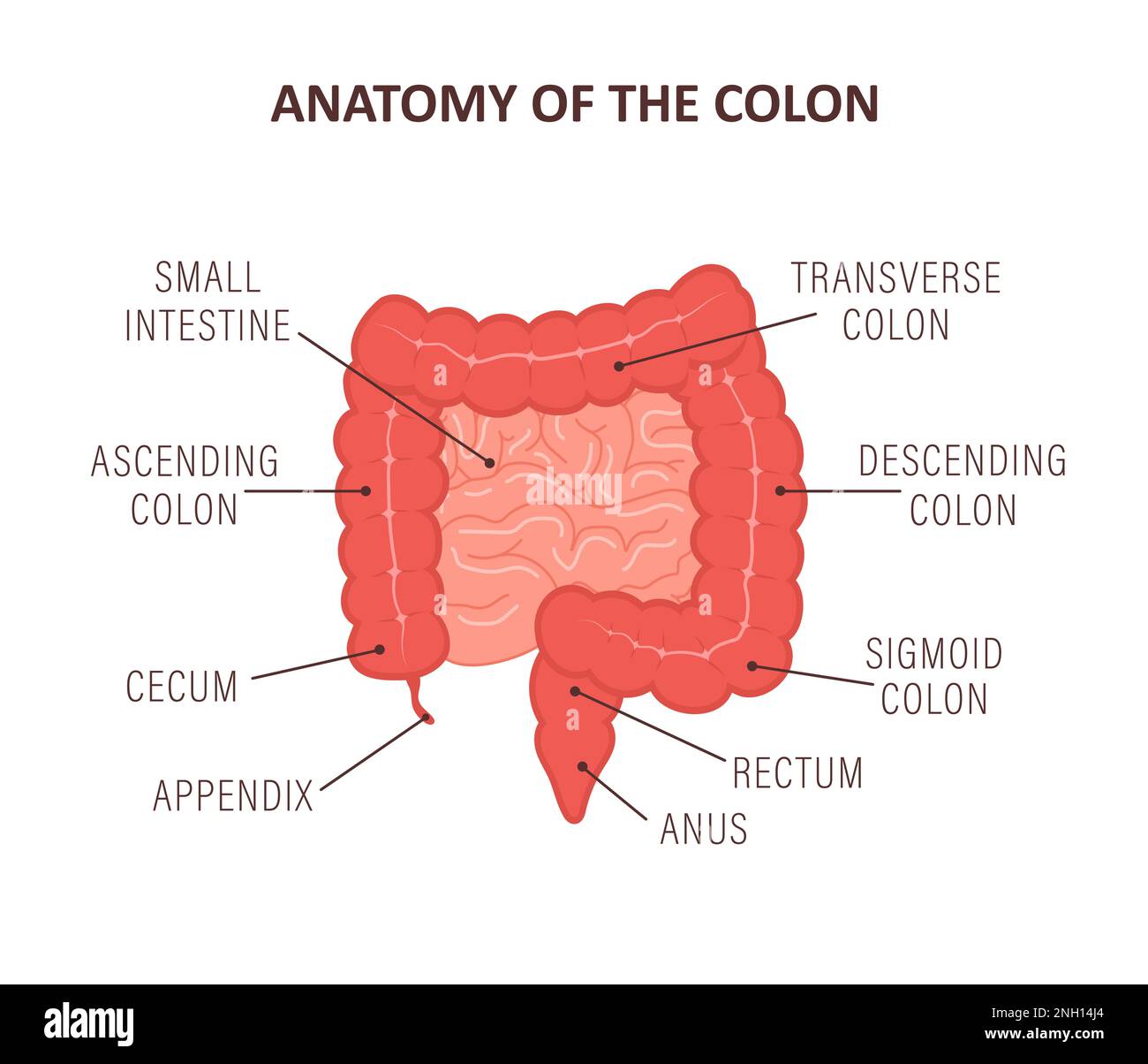 Anatomia del colon con parti di descrizione. Icona dell'intestino. Organo interno umano. Salute intestinale. Illustrazione vettoriale medica in stile cartoon piatto Illustrazione Vettoriale