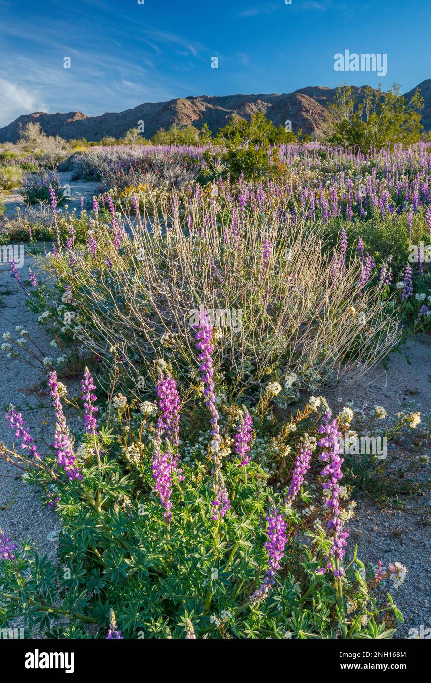 Fioritura del lupino dell'Arizona, perenne della chuparosa, primavera nel canyon di Cottonwood, Mtns di Cottonwood in dist, Joshua Tree National Park, California, USA Foto Stock