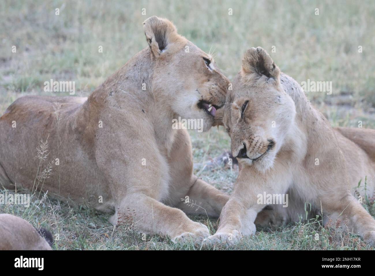 LION Foto Stock