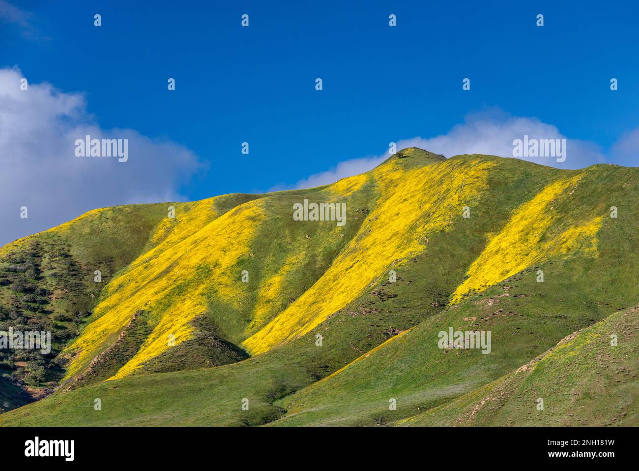 Colline ricoperte di margherite collinari che fioriscono all'inizio di marzo, Caliente Range, vista da Soda Lake Road, Carrizo Plain National Monument, California USA Foto Stock