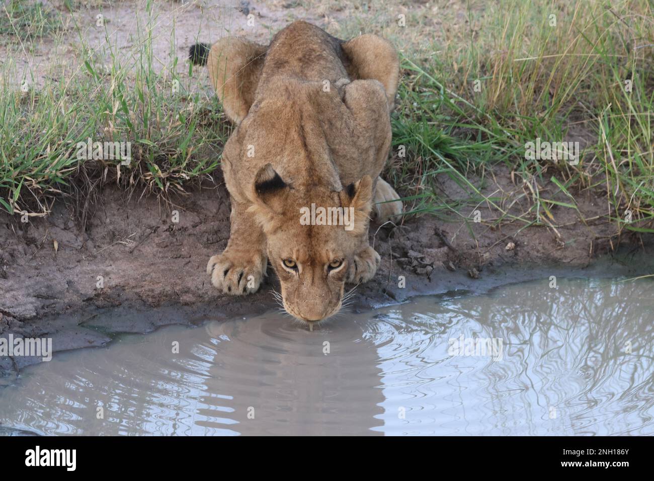 LION Foto Stock
