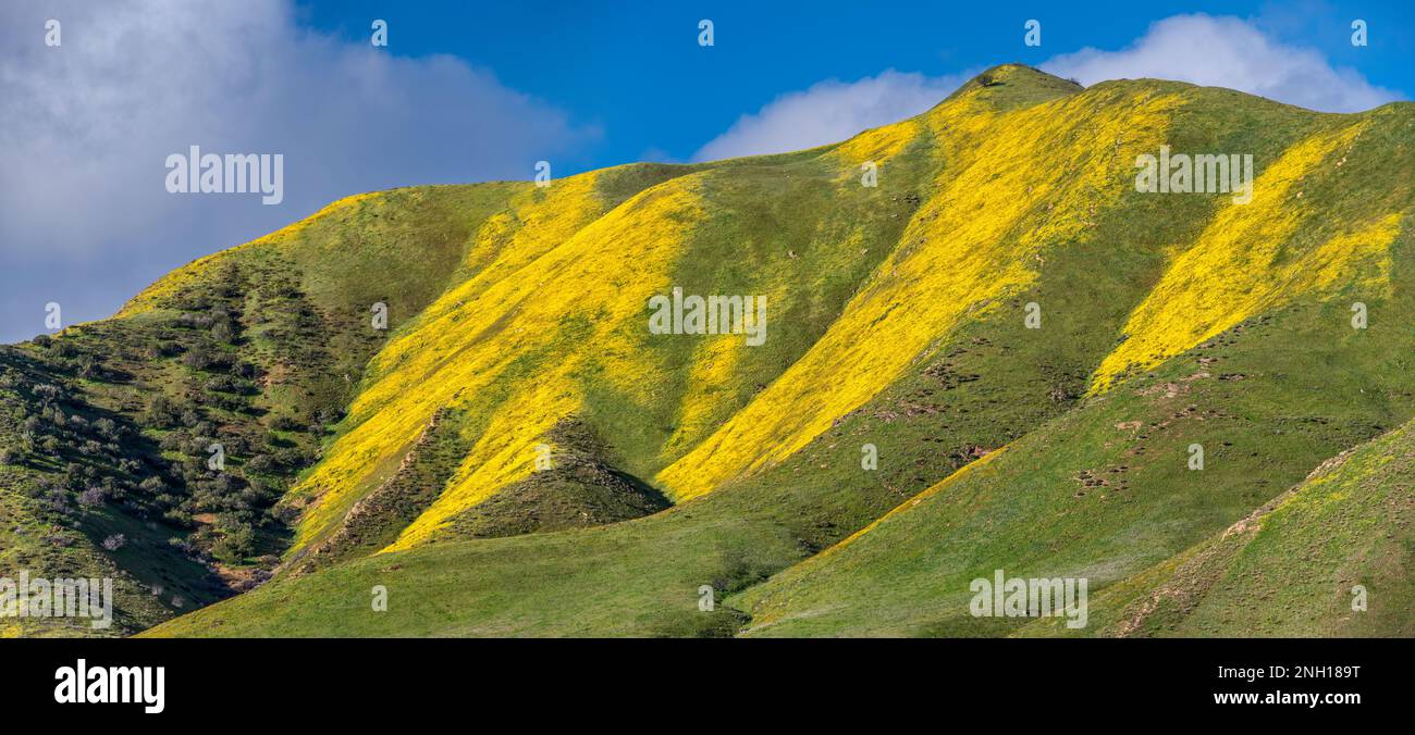 Colline ricoperte di margherite collinari che fioriscono all'inizio di marzo, Caliente Range, vista da Soda Lake Road, Carrizo Plain National Monument, California USA Foto Stock