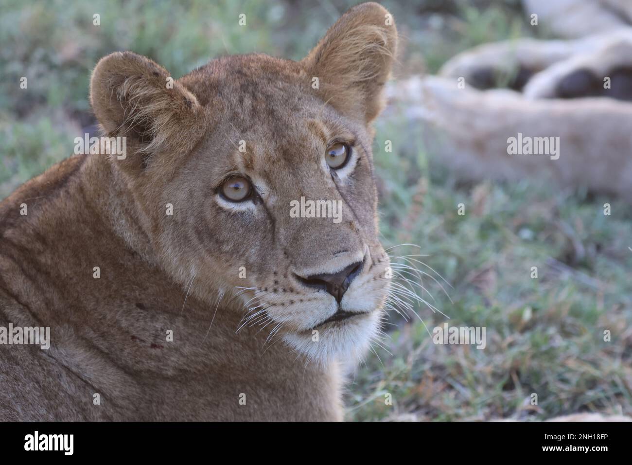 LION Foto Stock