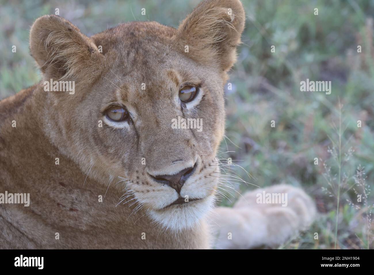 LION Foto Stock