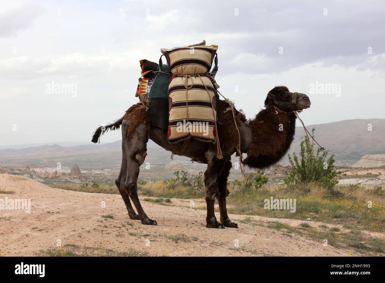 Un cammello che trasporta un carico sulle vecchie carovane. Foto Stock