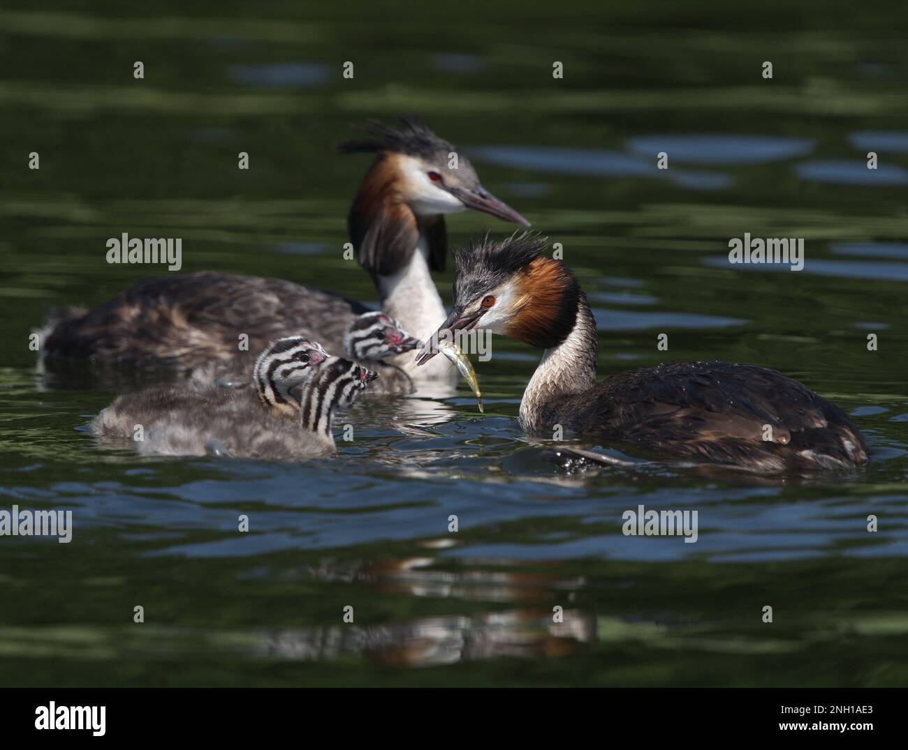 Greate il Grebe crestato con pulcini Västervik Småland Svezia Foto Stock