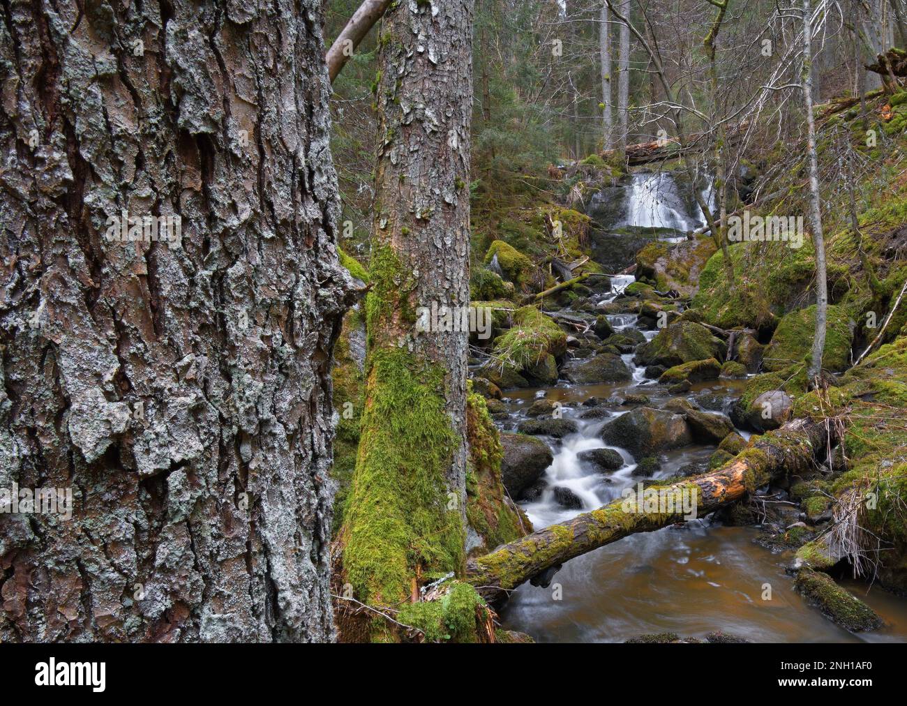 Creek Brinkbäcken Grödinge Svezia Foto Stock