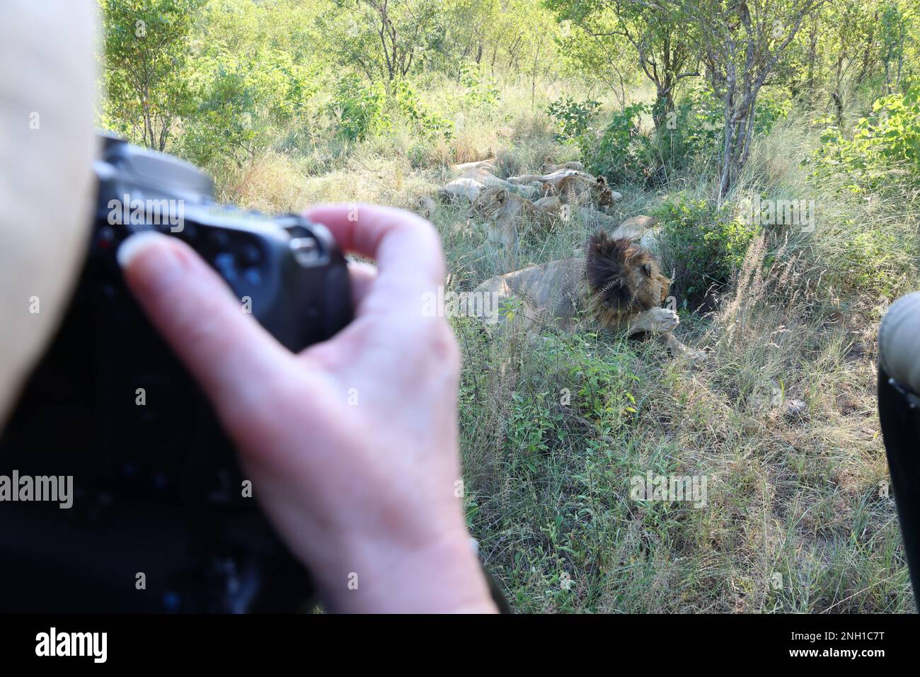 LION Foto Stock