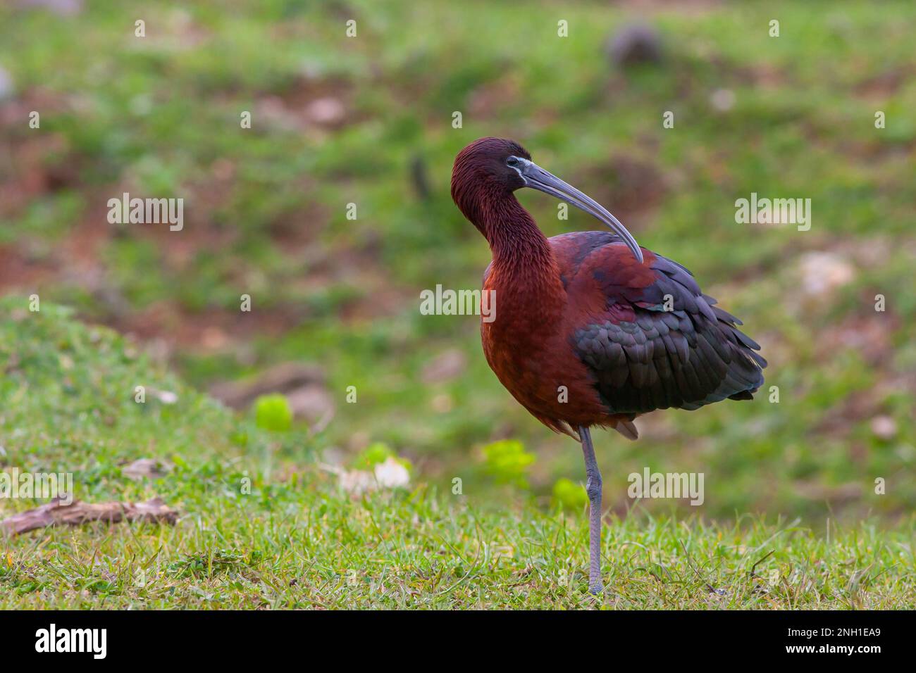 Grande uccello sull'erba, Glossy Ibis, Plegadis falcicinellus Foto Stock