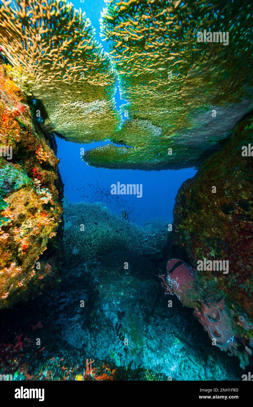 Paesaggio subacqueo nelle acque limpide del Golfo della Thailandia Foto Stock