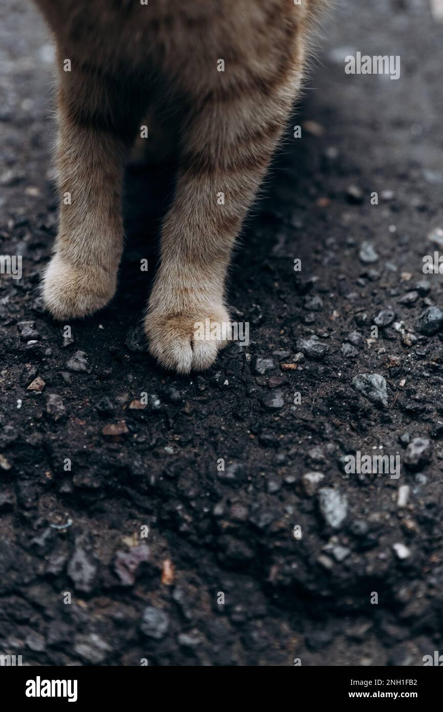 zampe gatto sul vecchio asfalto con crepe Foto Stock
