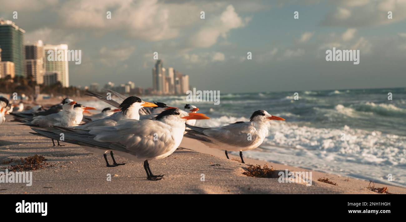 Gregge di gabbiani sulla spiaggia di harbur Florida sunrise Foto Stock