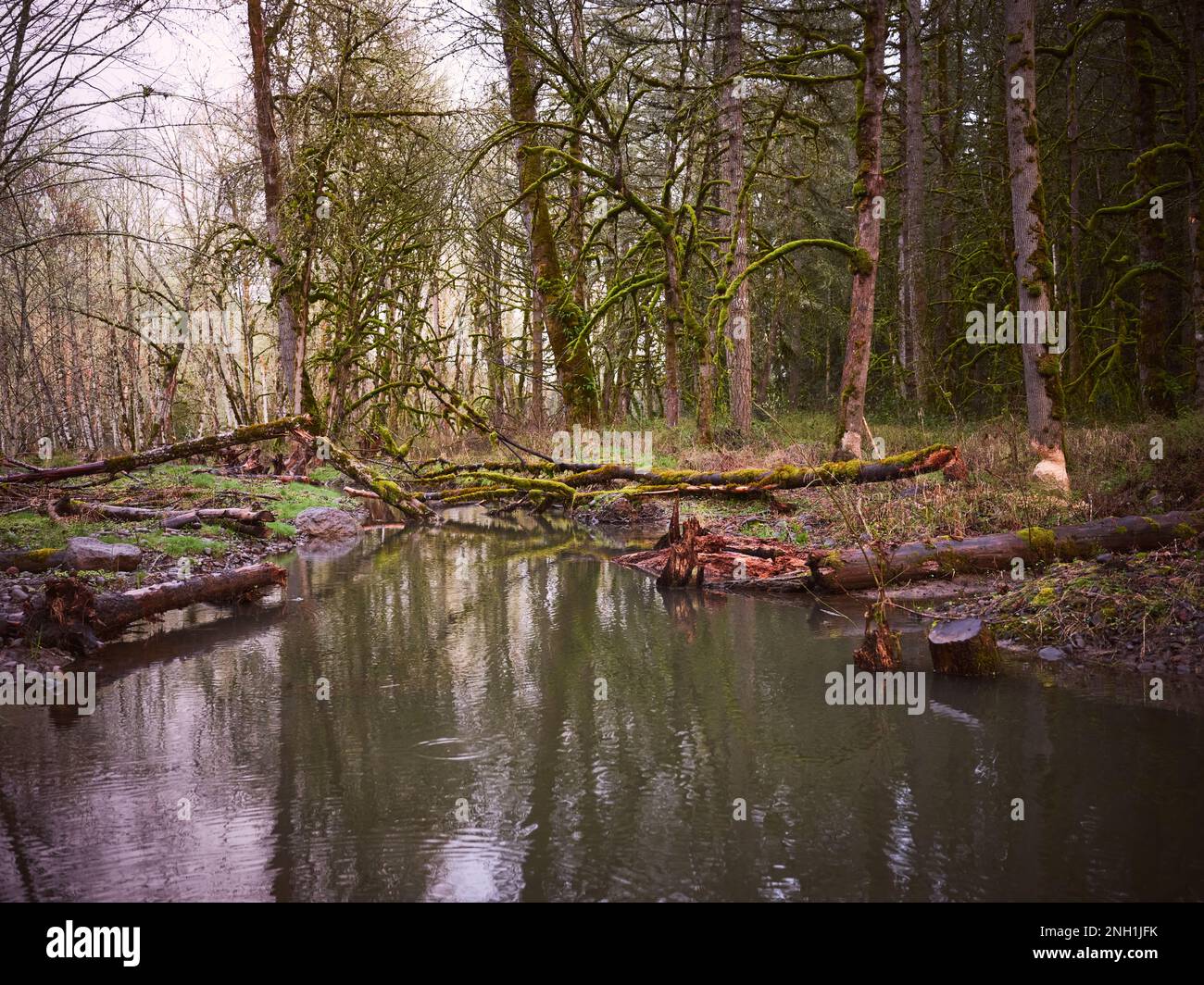 Alberi con morsi e segni di gnaw da castori sulla riva di un fiume Foto Stock