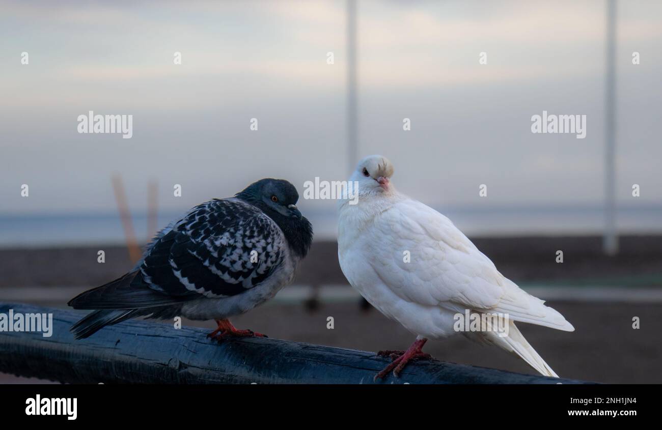 Dos palomas, una blanca y otra negra, juntas en la playa, con el mar de fondo Foto Stock