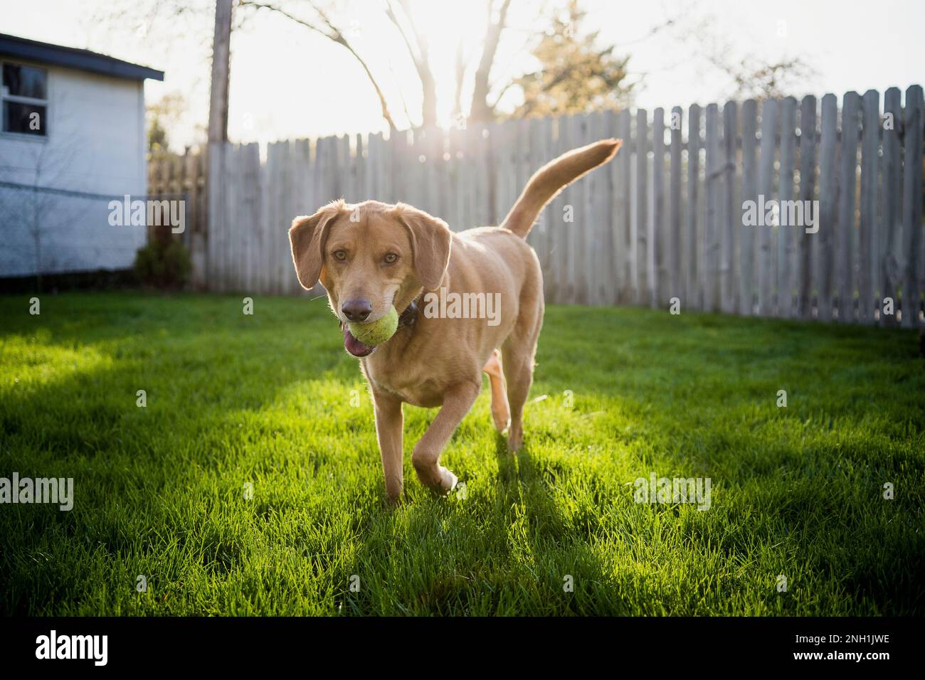 Brown Dog running con Ball Playing Fetch in erba cortile Foto Stock