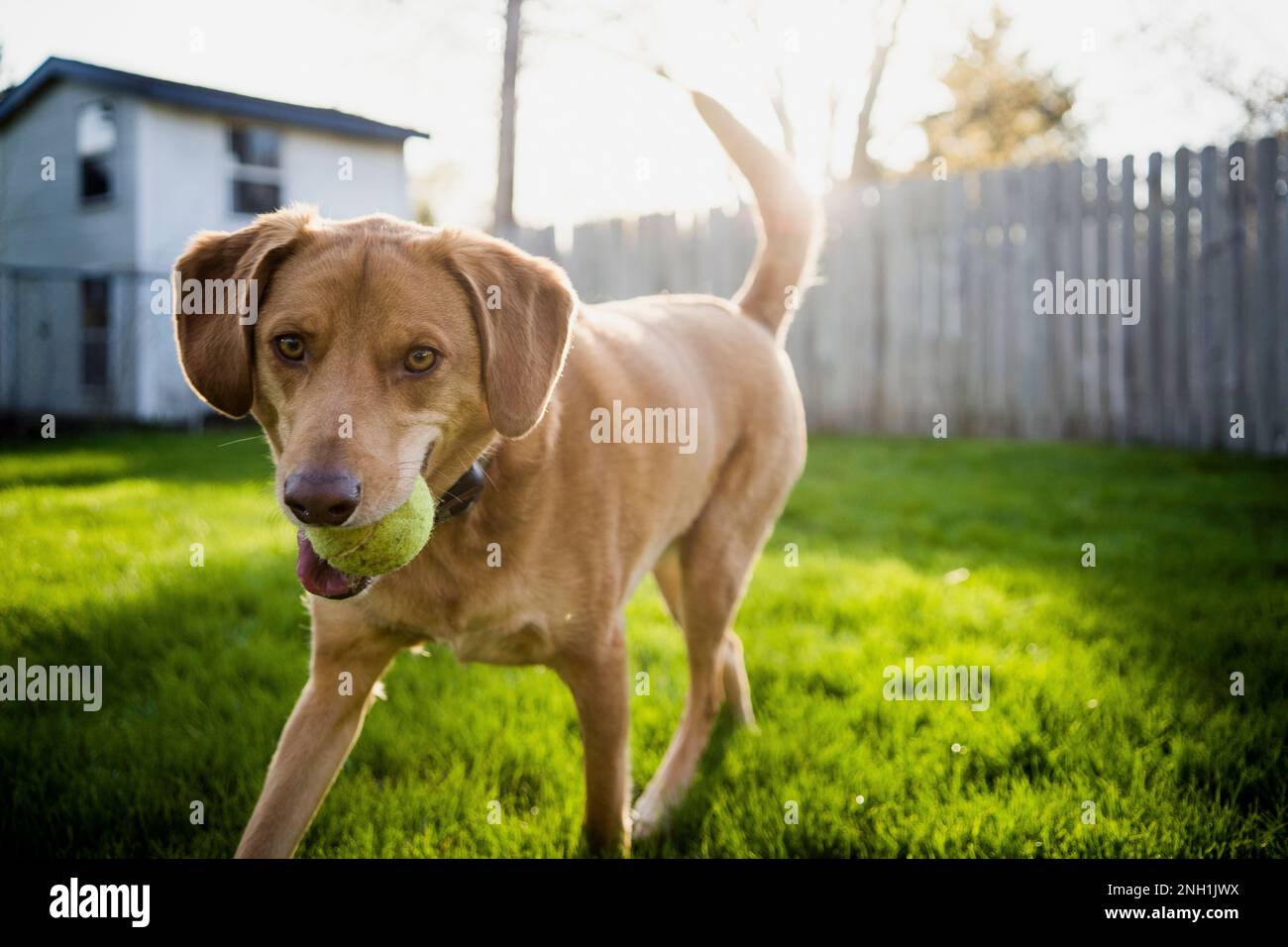 Fetch da gioco con palla da tennis in erba da cortile di medie dimensioni marrone per cani Foto Stock